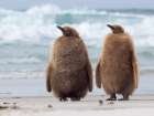 King penguin chick on beach in the Falkland Islands in the South Atlantic, Saunders Island. Art Print